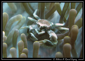 Neopetrolisthes maculatus by Raoul Caprez 